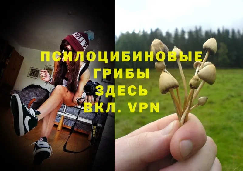 цены наркотик  Гдов  Псилоцибиновые грибы Magic Shrooms 