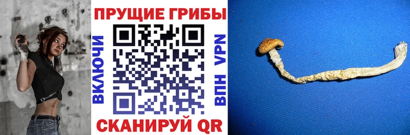 Галлюциногенные грибы MAGIC MUSHROOMS  kraken вход  Гдов 